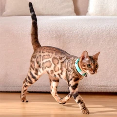 Без бренда Нашийник для котів із вбудованим лазером Smart Laser Collar Зелений (1015-115-00)