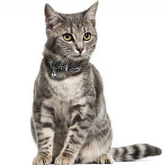 Barksi Нашийник для Котів Шкіряний Classic Одинарний з Срібним Тисненням Море Чорний 10 мм 18-25 см (570021)