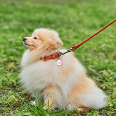 Нашийник для собак шкіряний Collar WAUDOG Soft з QR паспортом, круглий, XS, Д 8 мм, Дов 25-33 см (22326)