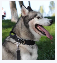 Нашийник для собак Fanxing Pet, з ручкою світловідбиваючий з металевою пряжкою, L (44-52см) Чорний (223L-BLACK)
