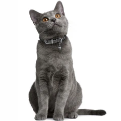 Barksi Нашийник для Котів Шкіряний Classic Одинарний з Срібним Тисненням Хвиля Чорний 10 мм 18-25 см (570011)