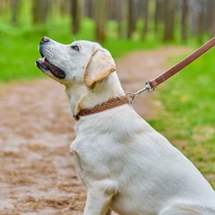 Нашийник для собак шкіряний Collar WAUDOG Soft з QR паспортом, металічні прикраси, M, Ш 25 мм, Дов 38-49 см (7207)