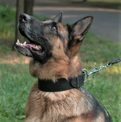 Класичний нашийник з натуральної шкіри XL(56-70 см) Lockdog (2000002397427)