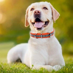 IQ Pet Нашийник біотановий з відбивачем (25 мм) 50-60 см