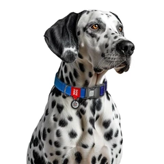Collar Нашийник для собак нейлоновий WAUDOG з QR паспортом, XL, Ш 25 мм, Довжина 37-58 см синій