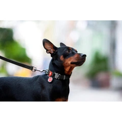 Collar Нашийник для собак водостійкий WAUDOG c QR паспортом, Ш 25 мм, Довжина 34-49 см, чорний