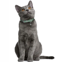 Barksi Нашийник для Котів Шкіряний Classic Одинарний з Срібним Тисненням Хвиля Бірюзовий 10 мм 18-25 см (5700113)