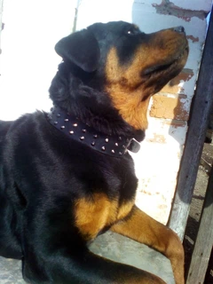 Нашийник для собаки шкіряний з шипами Lockdog, Д 52-62 см, Ш-6 см (ld064_XL)