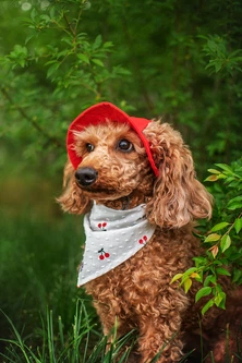 Hat Dog Одяг Hat-Dog Панама з льону для собак, червона S (HDPA000R::511)