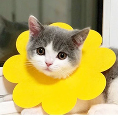 Захисний комір для котів Derby Sunflower Yellow, XS