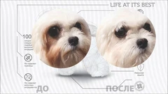 Сухий беззерновий корм для юніорів усіх порід із лососем Nature's Protection Superior Care White Dogs Grain Free Junior, 1,5 кг (NPSC45671)
