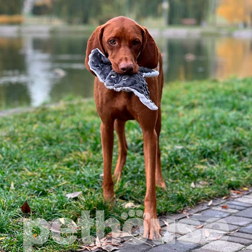 Harley and Cho Іграшка "Скат Тесла" для собак і котів