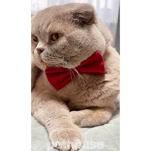 Harley and Cho Нашийник-метелик для собак і котів Burgundy