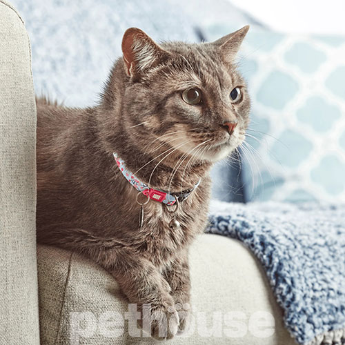 Max & Molly Smart ID Нашийник "Cherry Bloom" для котів