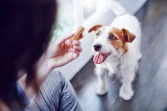 Purina Pro Plan Ласощі для дорослих собак малих порід