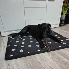 Generic Водонепроникна лежанка XXL для собак 100×70 см, м’яка, чорна