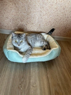 Без бренду Лежак для котів і собак дрібних порід , комфортне ліжечко з м’яким наповнювачем , зелений колір