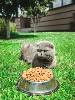 Super Cat Корм для котів