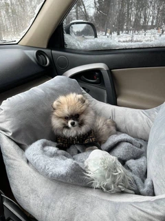 Автокрісло автогамак лежак сумка-переноска для собак та котів плюш 40х52х52 см Incor Сірий
