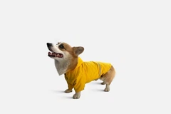 Noble Pet Дощовик з капюшоном для собак Noblepet Moss Yellow, одяг для собак унісекс, M-Long (M4106/M-Long)