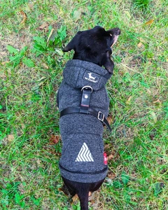 Одяг для собак Худі "LEKS TAKS MELANGE". SKU 004476. Розмір S. Your Stylish Hunter. Худі для собак породи такса, коргі, джек рассел, цвергпінчер та іншіх.
