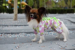 Комбінезон Smart Pet Florist, M1 Різнокольоровий