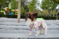 Комбінезон Smart Pet Florist, M1 Різнокольоровий