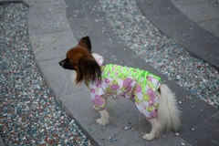 Комбінезон Smart Pet Florist, M1 Різнокольоровий