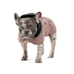 Pet Fashion Попона для собак Max S бежева для нестандартної статури (MLZ11039)