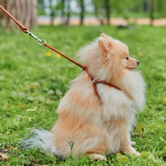 Кругла шкіряна шлея WAUDOG Soft N1 з QR паспортом з повідцем для котів і дрібних собак 105 см 6 мм Коричнева (46236)