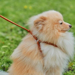 Кругла шкіряна шлея WAUDOG Soft N1 з QR паспортом з повідцем для котів і дрібних собак 90 см 6 мм Коричнева (46206)