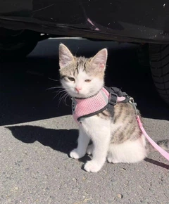Шлейка для кішок ОГ 37-47 см з повідцем прогулянкова PetJoy анатомічна шлейка регульована зі світловідбиваючою нашивкою розмір M
