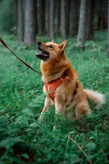 Шлейка для собак Woolly Wolf Roam Harness Terracotta Ripple пом'якшена XL