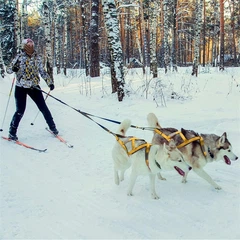 Vpetbr Тягова шлейка для собак V.PET.B.R H6, 2XL Червоний