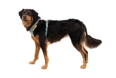 Повсякденна шлейка для собак Ruffwear Front Range® M 69-81 см Зелений