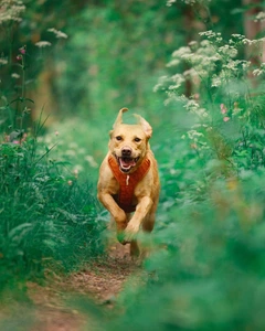 Шлейка для собак Woolly Wolf Roam Harness Terracotta Ripple пом'якшена L