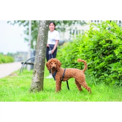 Шлея Trixie CityStyle H-harness для собак бавовна M–L 52–75 см 20 мм чорна