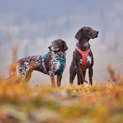 Шлейка для великих порід собак Hurtta Rover Harness Помаранчевий 55-70