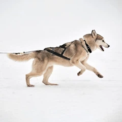 Vpetbr Тягова шлейка для собак V.PET.B.R H6, 3XL Чорний
