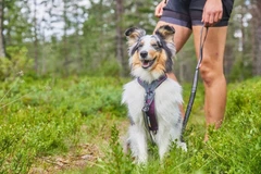Non stop dogwear Шлейка для собак Line harness 5.0 Non-stop dogwear Фіолетовий 1