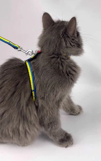 Шлея з повідцем для котів і дрібних порід собак WAUCAT Nylon з QR паспортом, малюнок "Colors of freedom", пластиковий фастекс (5510-4020 )