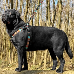 Barksi Шлея для собак BronzeDog Tribal L нейлон ацтеки різнобарвна 58-71 см 72/1335