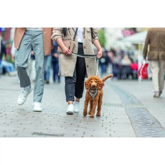 Шлея Trixie CityStyle H harness для собак бавовна розмір M-L обхват грудей 52-75 см ширина 20 мм світло сіра