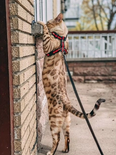 Без бренда Повідець для собак Pet & Co Gucci бджола Д 1,2 м Ш 25 мм зелено-червоний