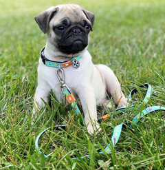 Max & Molly Urban Pets Повідець багатофункціональний Max & Molly Multi-Function Leash Ducklings з принтом Каченята, S