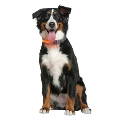 Нашийник для собак Zoofari Collier LED Pour Chien світлодіодний L 64-70х3,5 см
