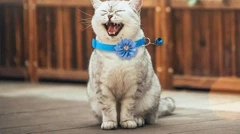 Без бренда Нашийник для собак та котів "Flower" Light Blue 19-32 cm