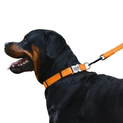 Нашийник Для Собак BronzeDog Active Нейлоновий зі Світловідбиттям та Металевою Пряжкою з Гравіруванням Помаранчевий 25 мм 43-66 см (38/1304)