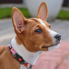 Hi Dog Нашийник ТМ HIDOG "Japan" 30-40 см, розмір M