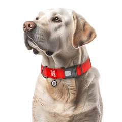 Collar Нашийник для собак водостійкий WAUDOG з QR паспортом, XXL, Ш 40 мм, Довжина 46-70 см, червоний